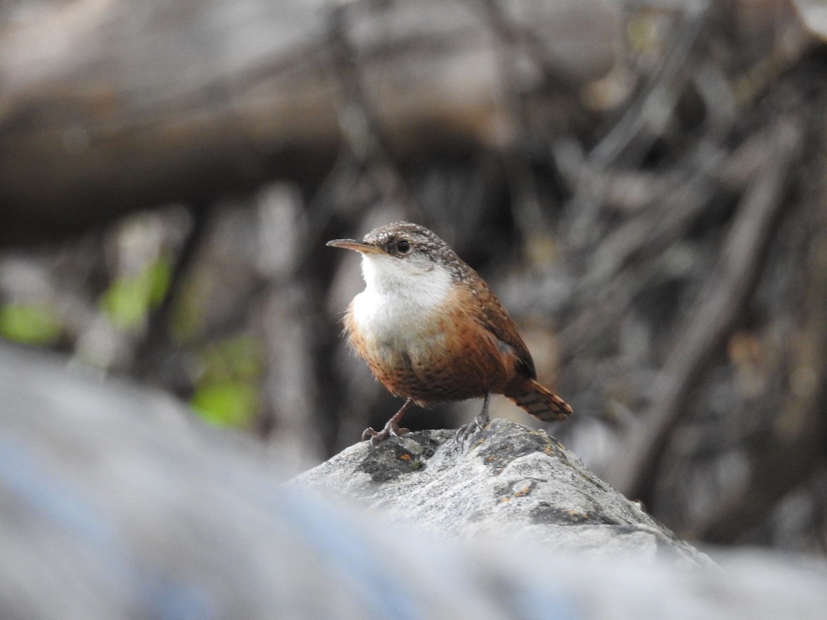 Canyon Wren - ML614131147