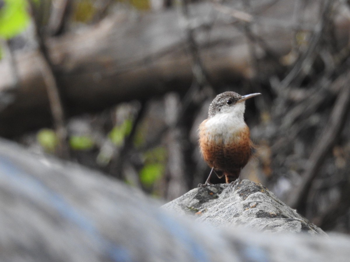 Canyon Wren - ML614131148