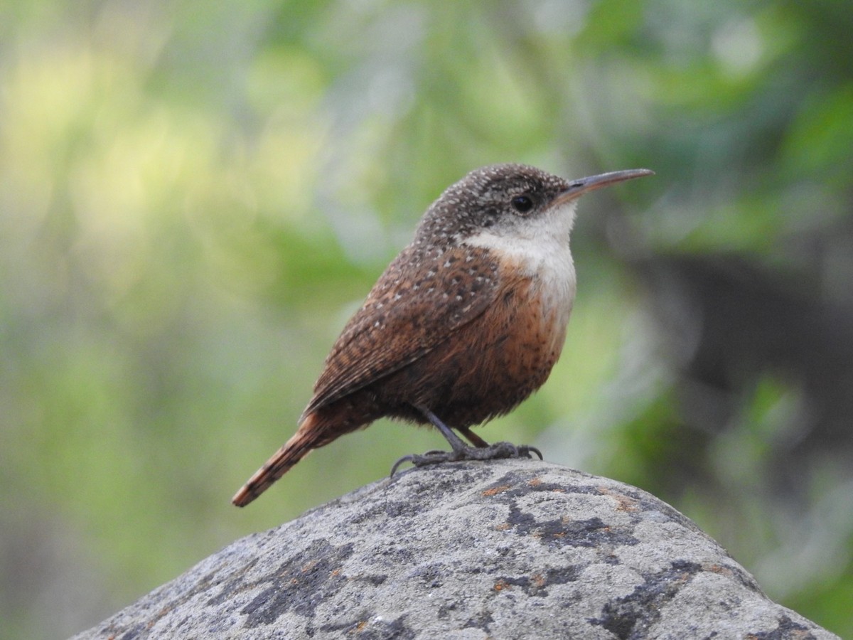 Canyon Wren - ML614131149