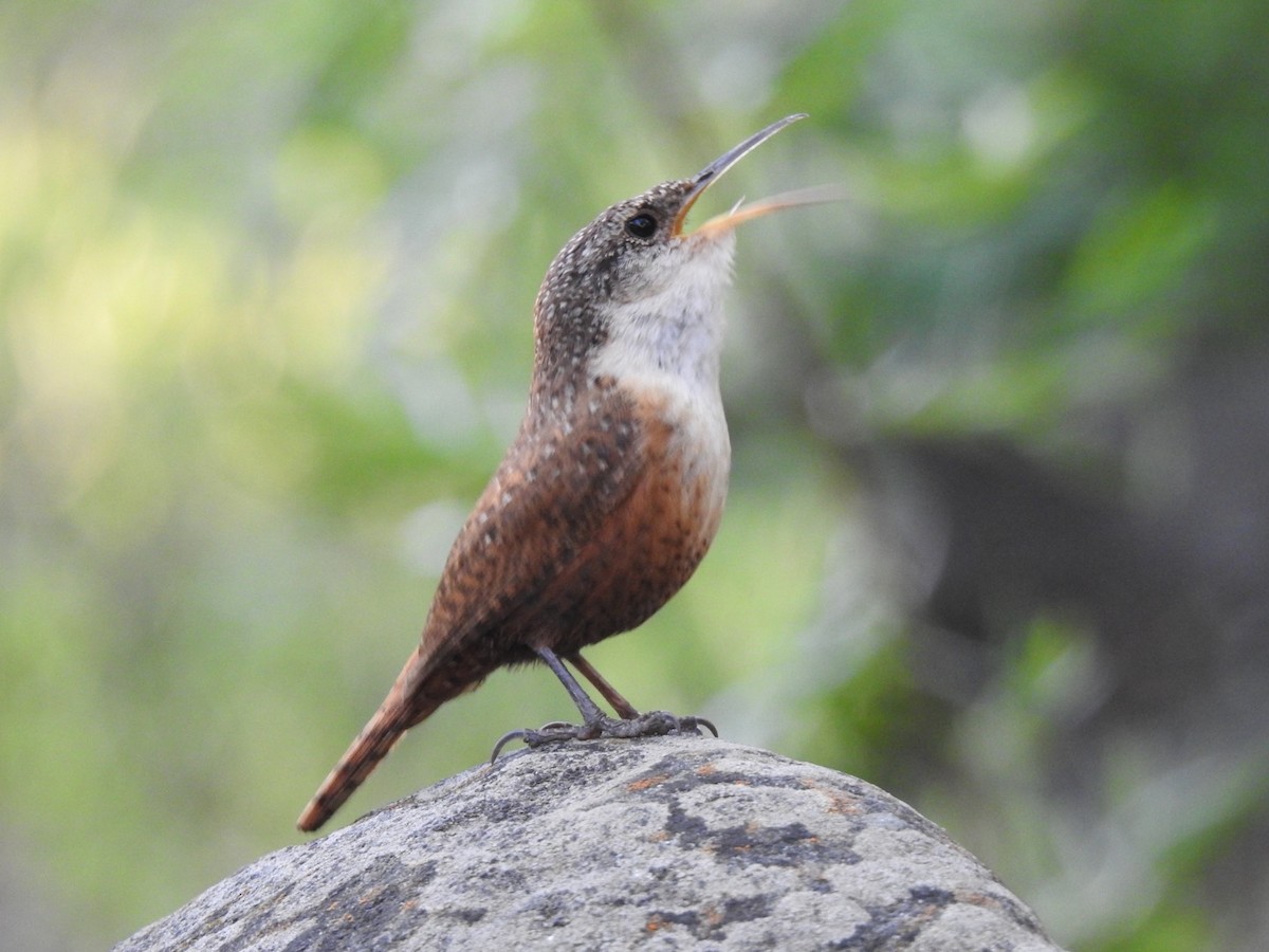 Canyon Wren - ML614131150