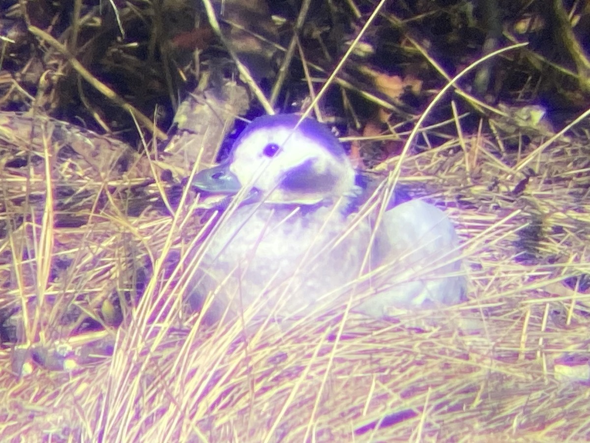 Long-tailed Duck - ML614131155