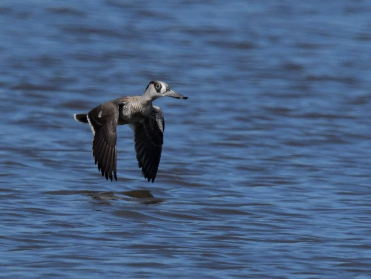 Pink-eared Duck - ML614131169