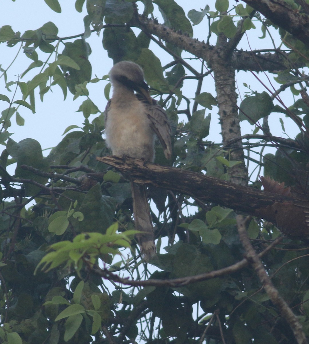 Indian Gray Hornbill - Savio Fonseca (www.avocet-peregrine.com)