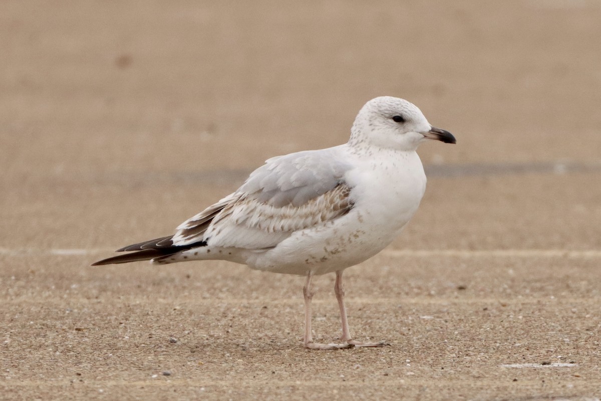 Ring-billed Gull - ML614131235