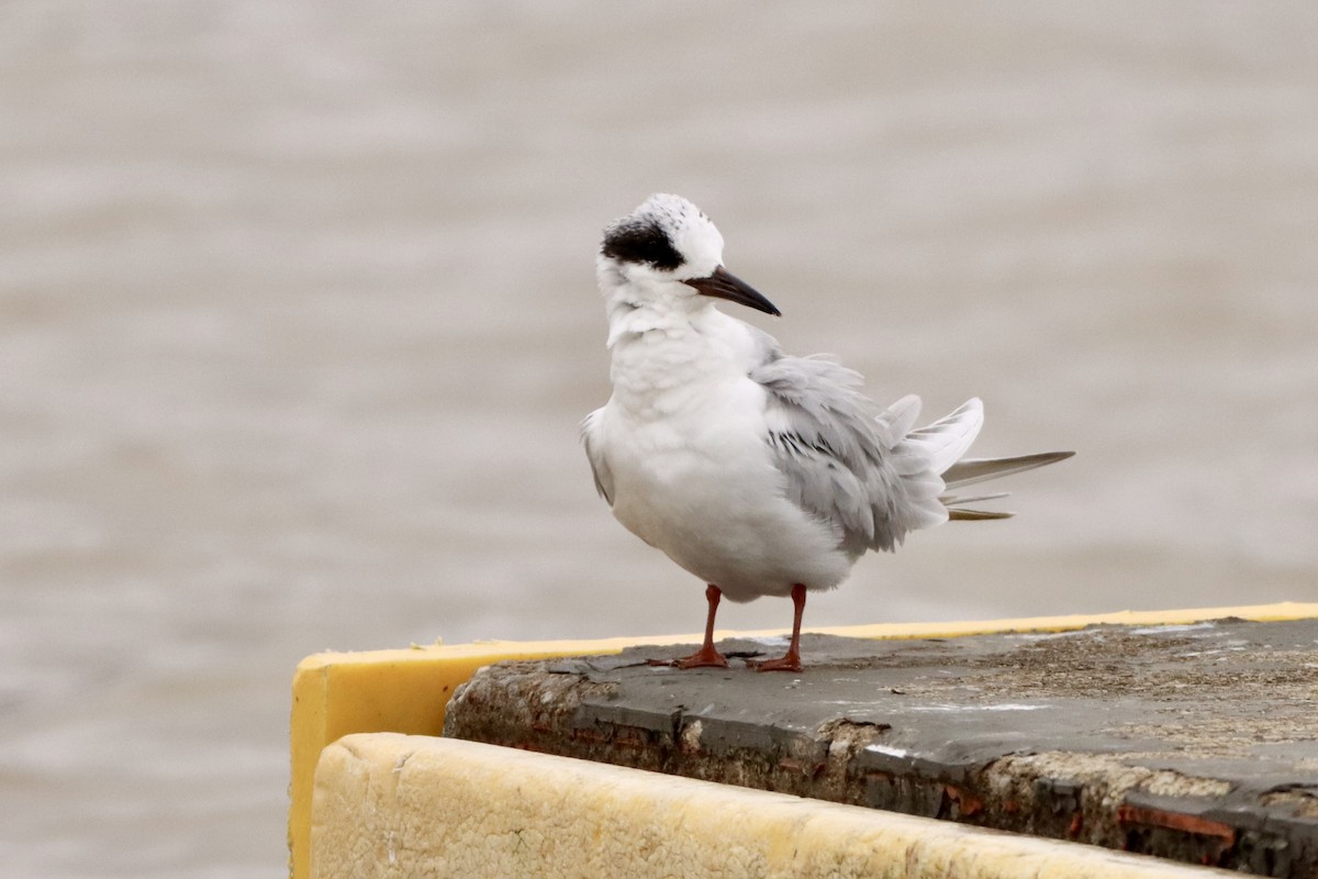 Forster's Tern - Cullen Brown