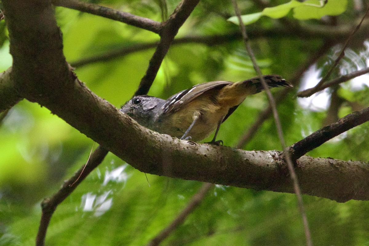 Variable Antshrike - ML614131258