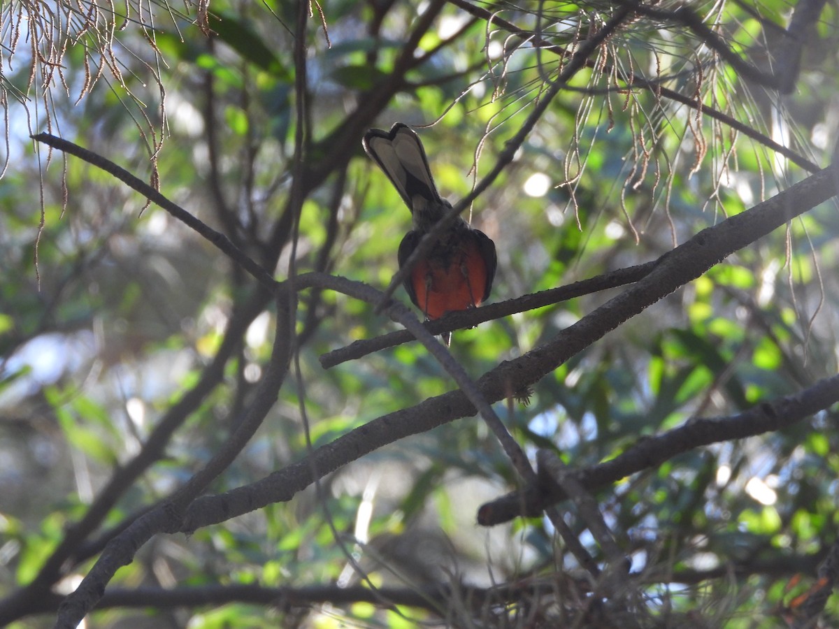 Slate-throated Redstart - ML614131344