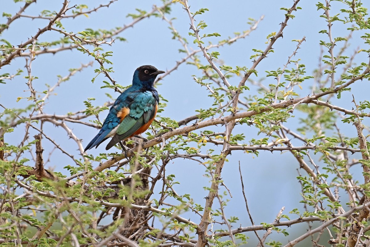 Superb Starling - ML614131351