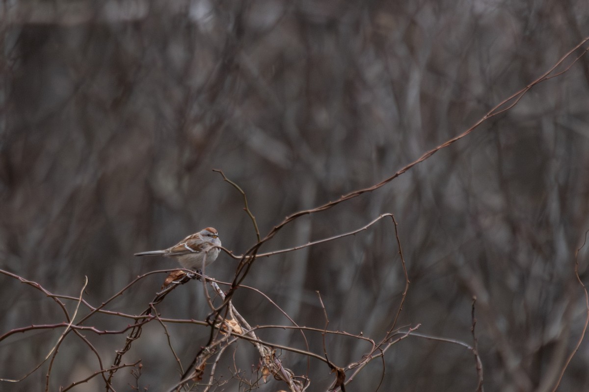 American Tree Sparrow - ML614131360