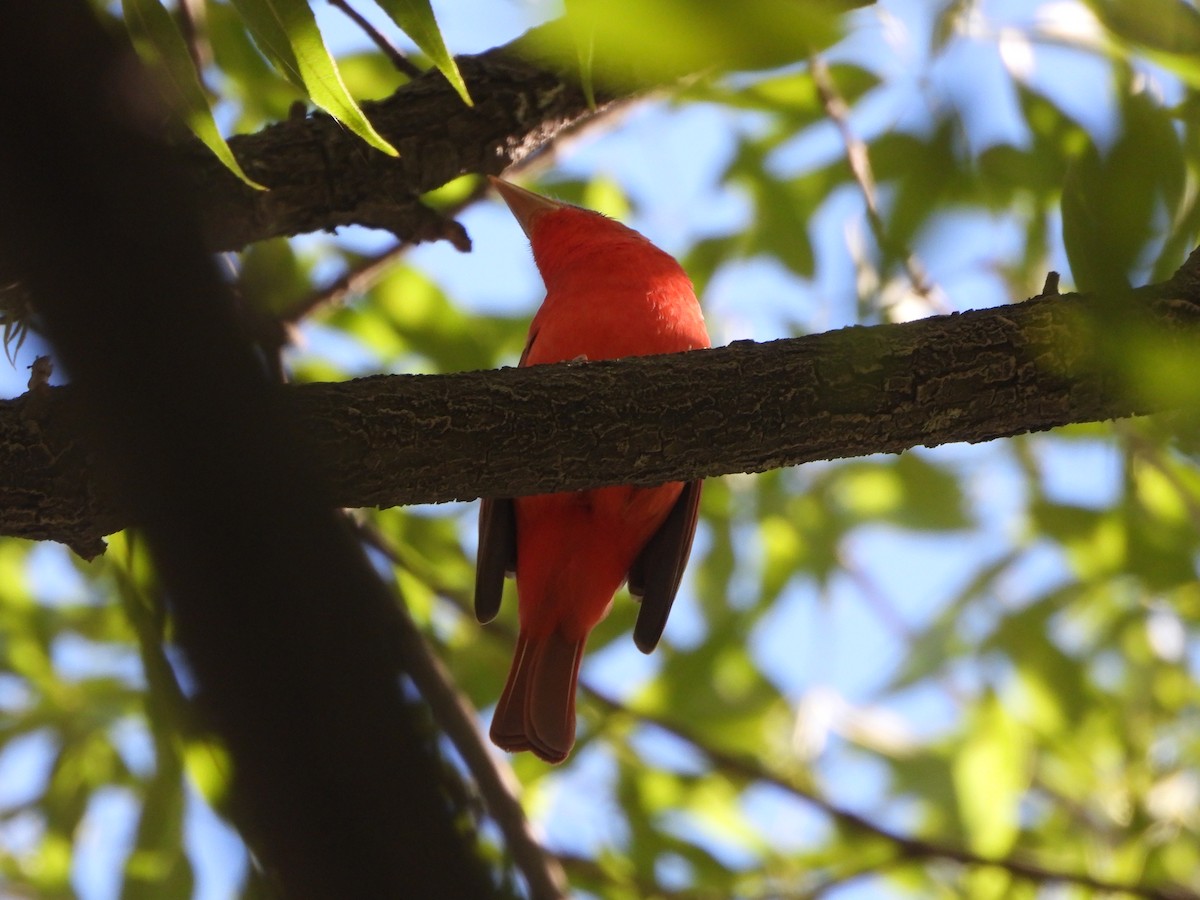 Piranga Roja - ML614131374