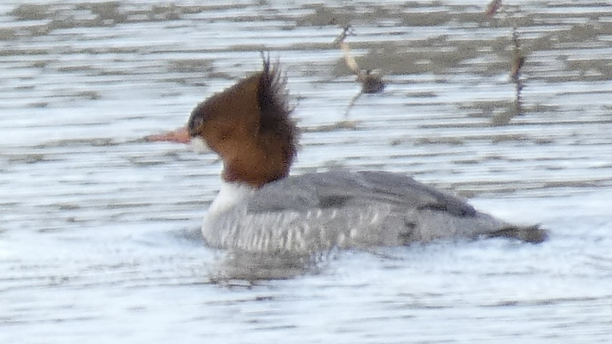 Common Merganser - ML614131380