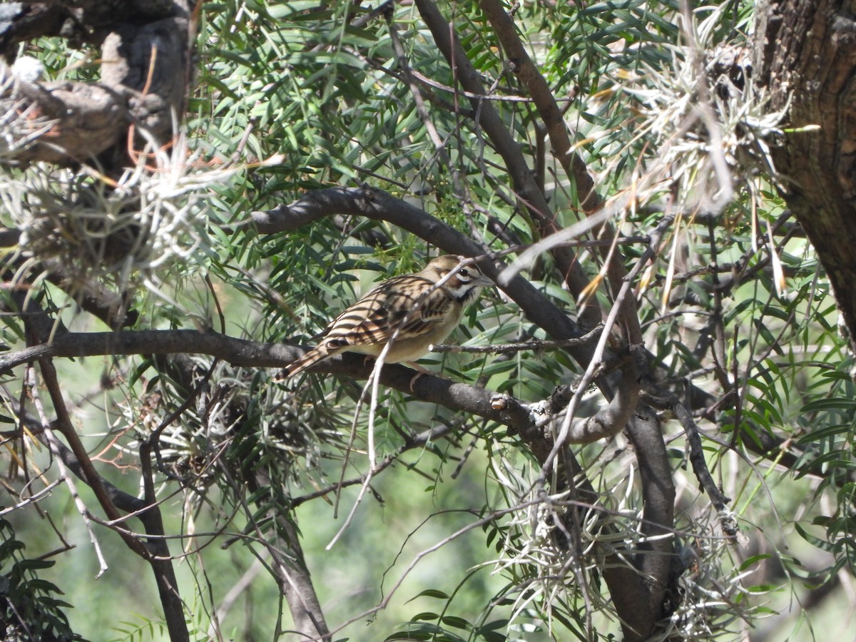 Lark Sparrow - ML614131552