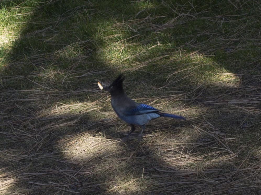 Steller's Jay - ML614131689