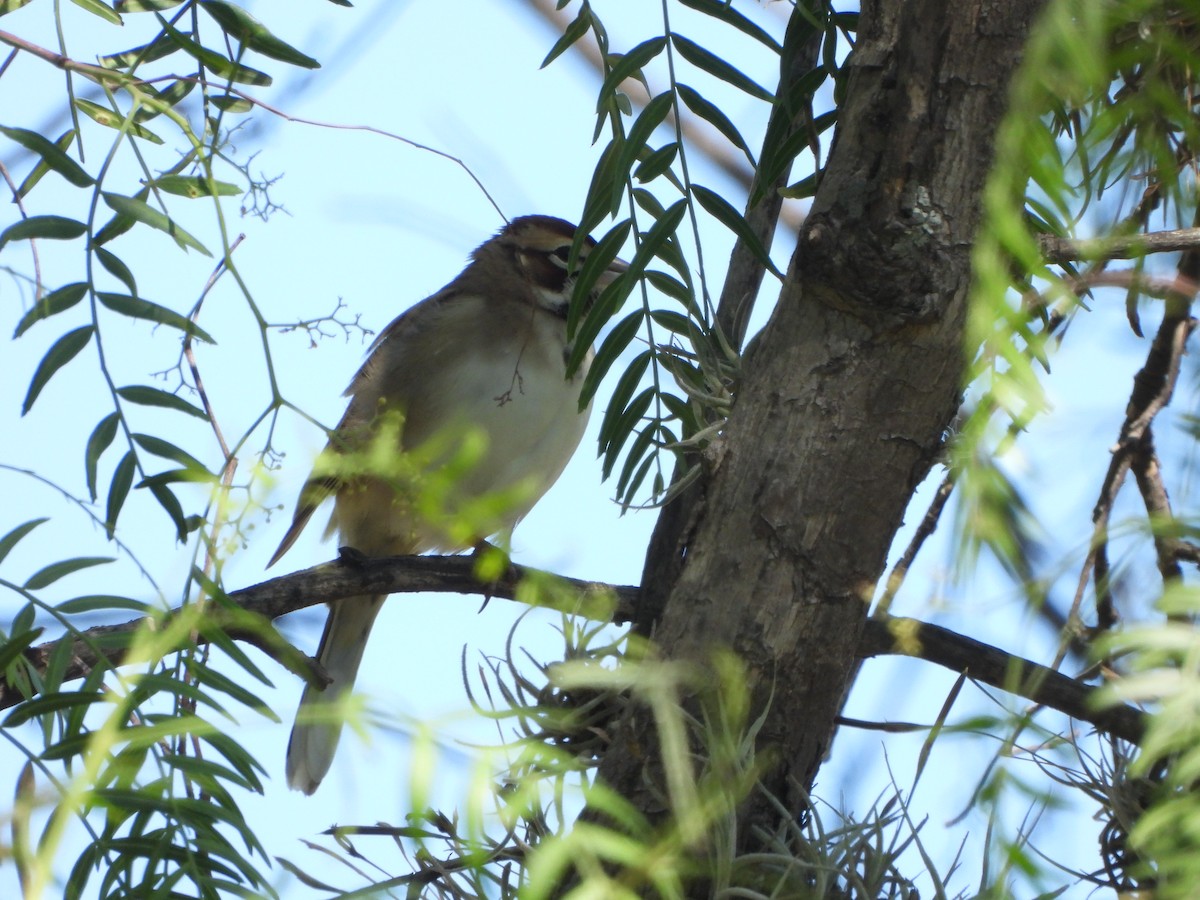 Lark Sparrow - Alberto Lozano