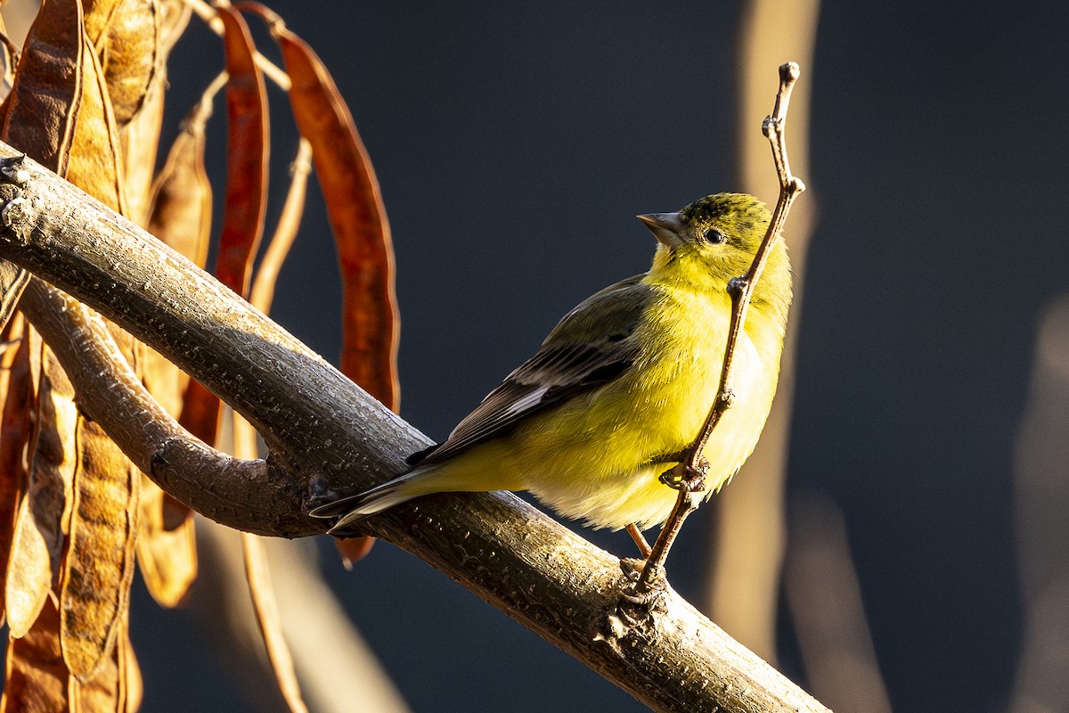 Lesser Goldfinch - Jef Blake