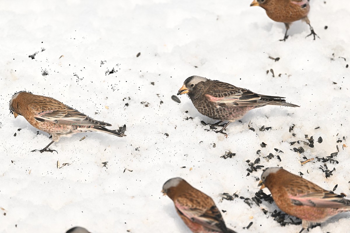 Black Rosy-Finch - Sandhya Pindi