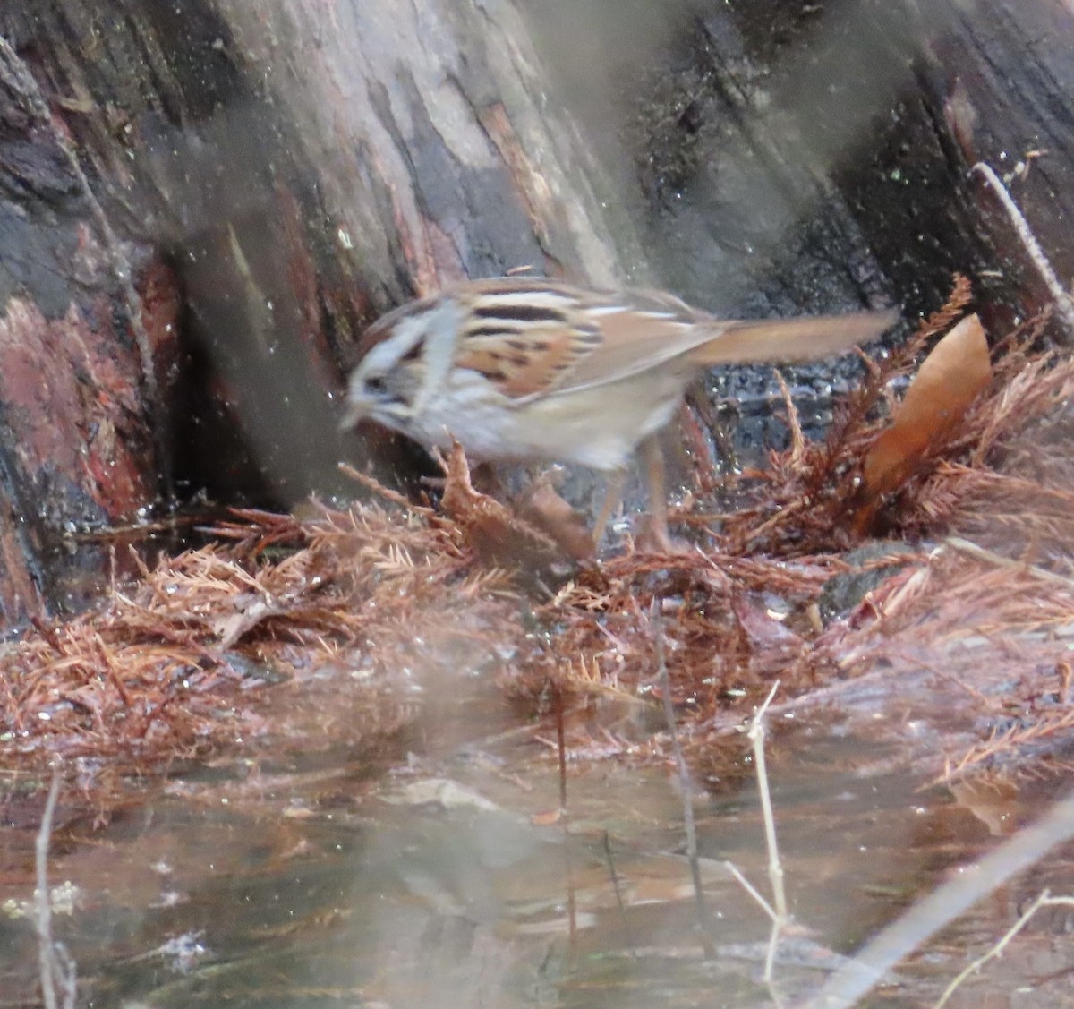 Swamp Sparrow - Tim Ryan