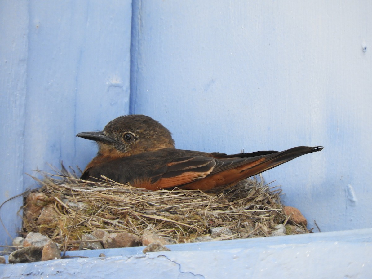 Cliff Flycatcher - Glenn Barrett