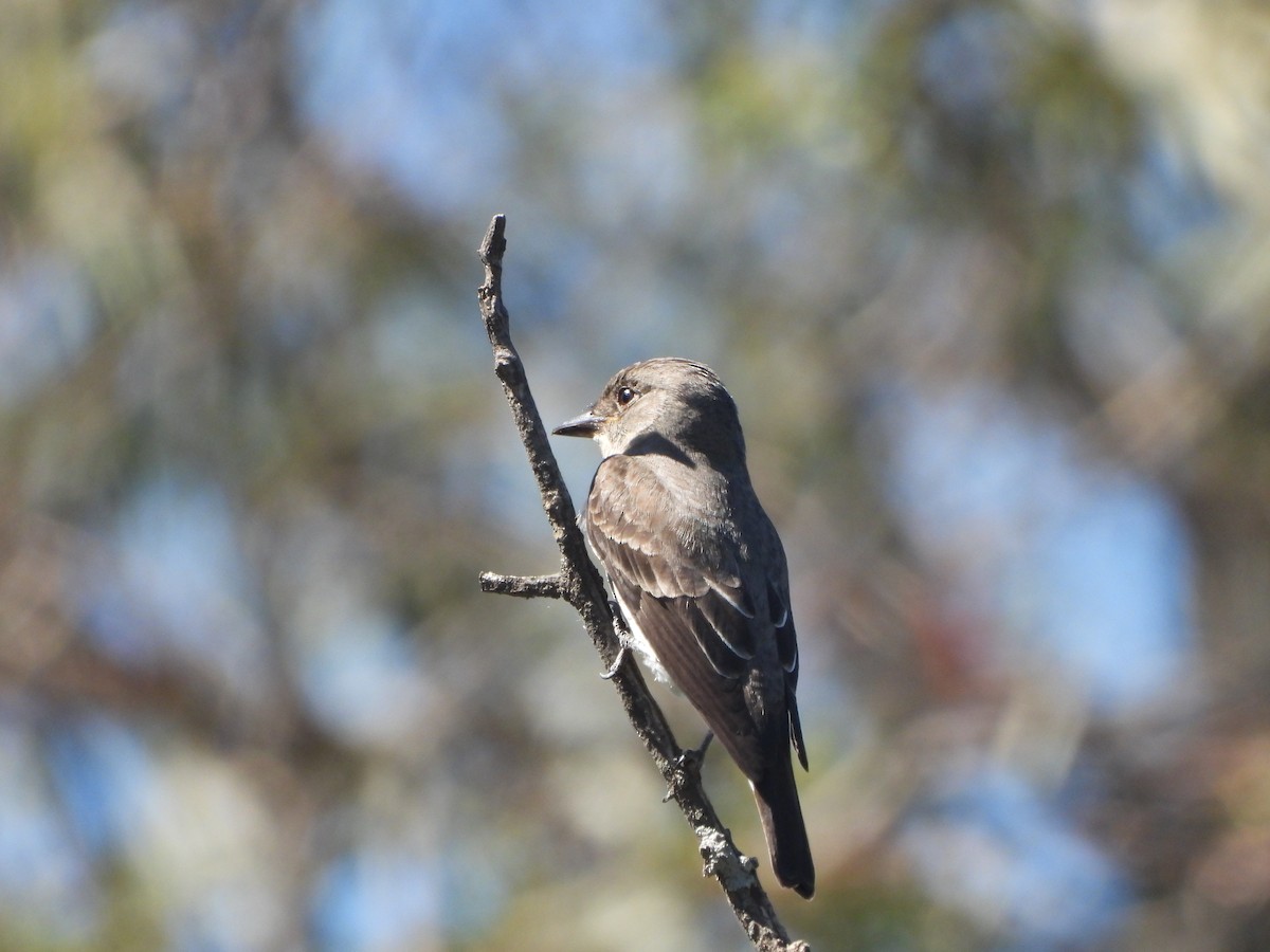 Olive-sided Flycatcher - ML614131874