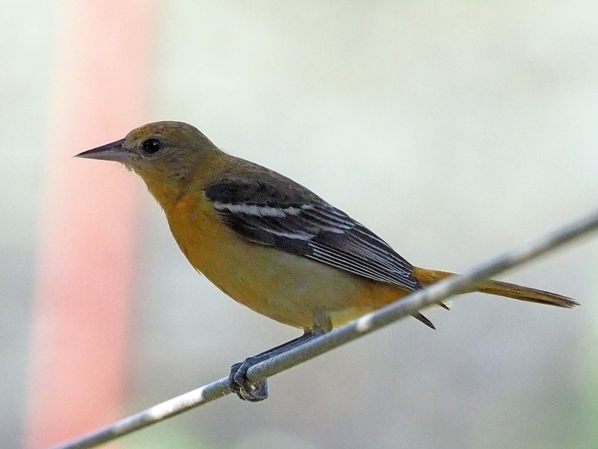 Baltimore Oriole - ML614131884