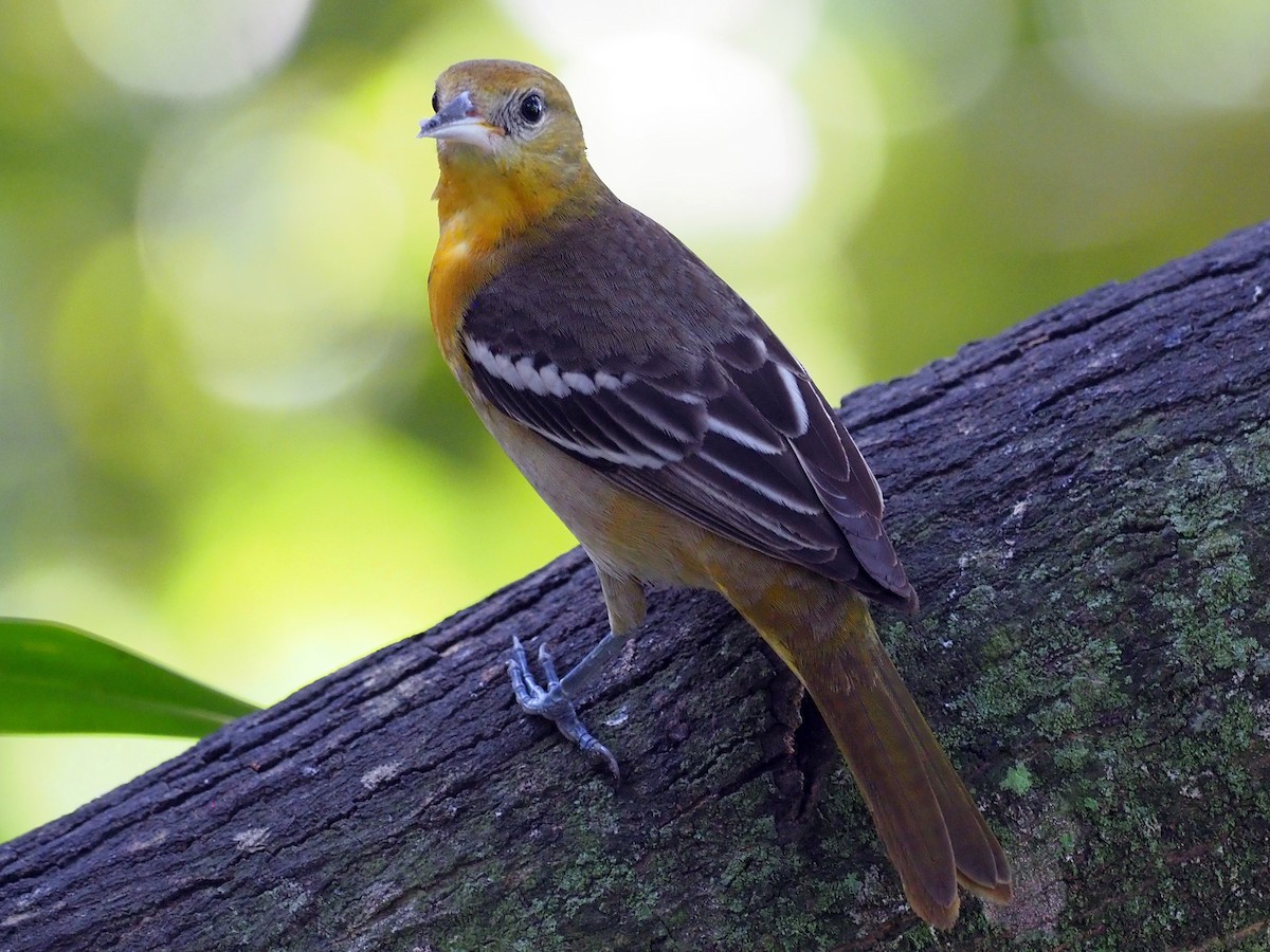 Baltimore Oriole - ML614131885