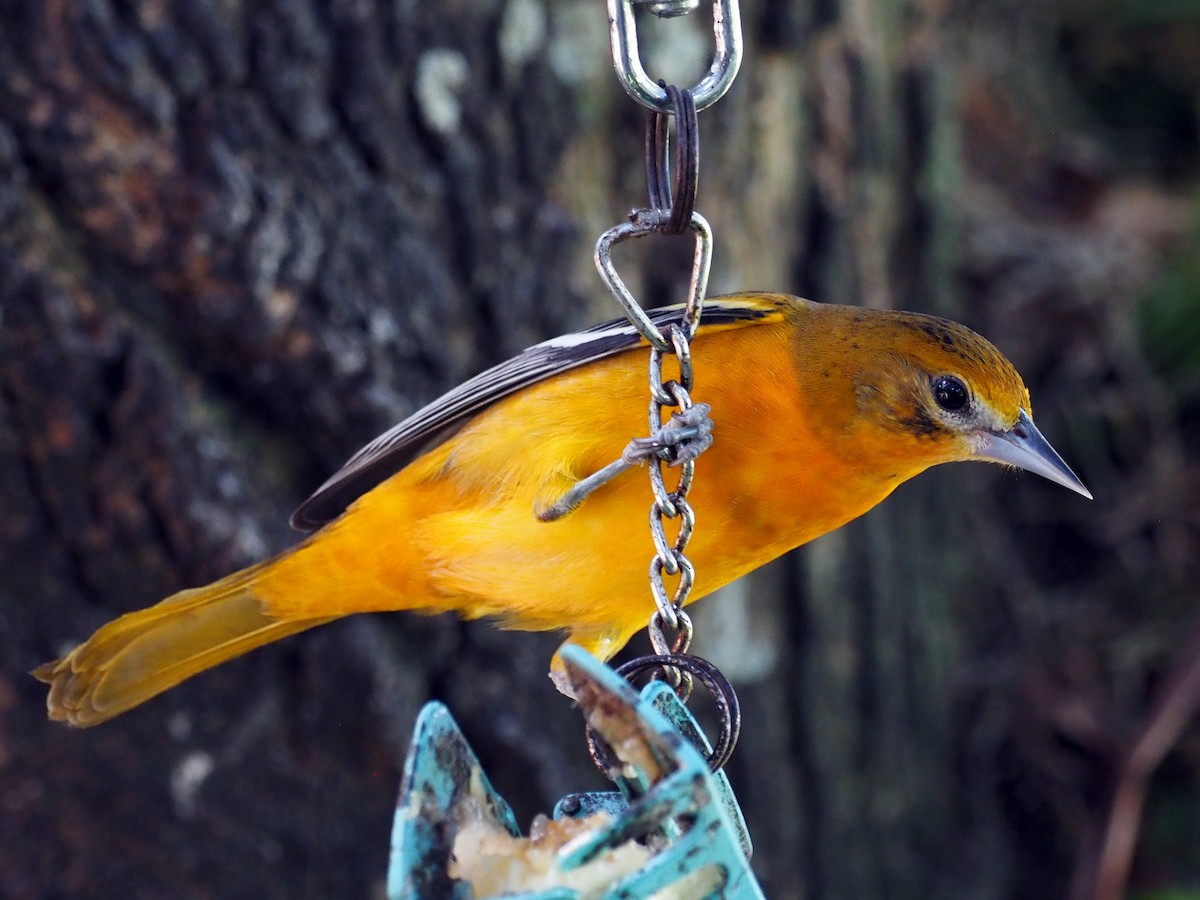 Baltimore Oriole - ML614131886