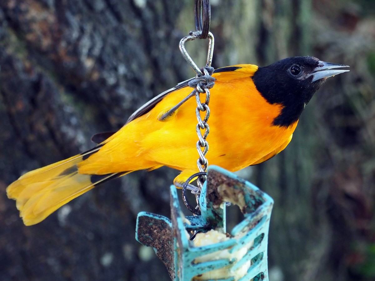 Baltimore Oriole - ML614131888