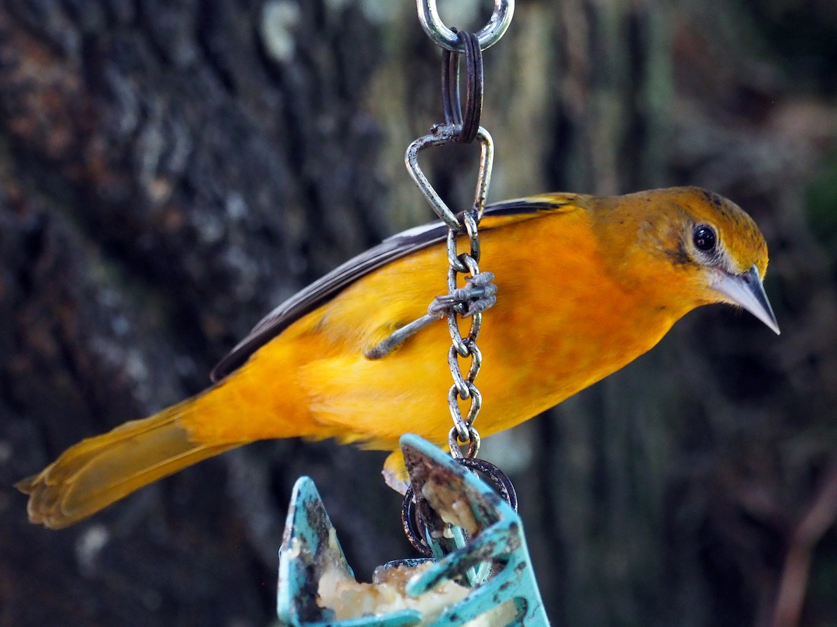 Baltimore Oriole - ML614131889