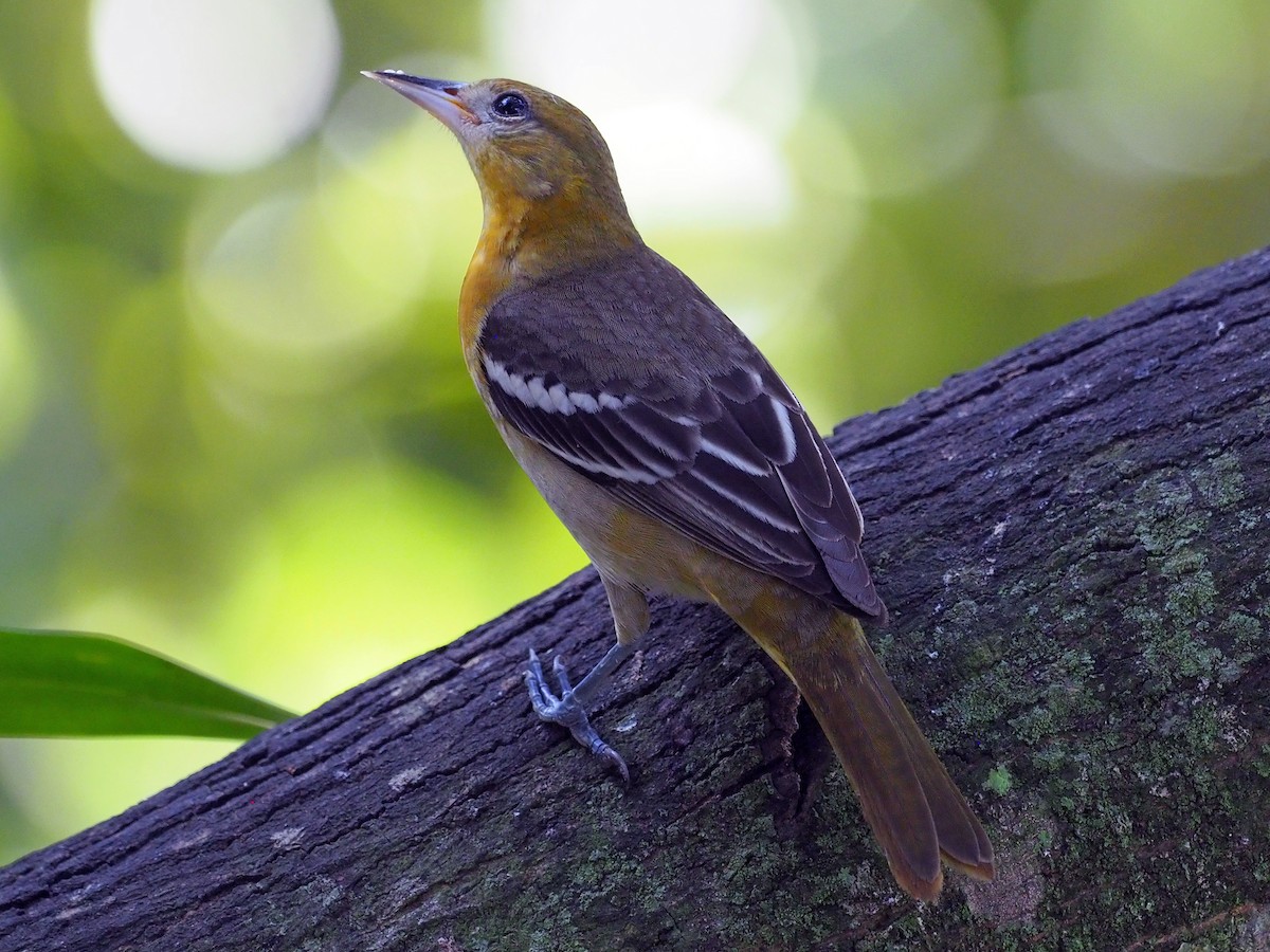 Baltimore Oriole - ML614131890