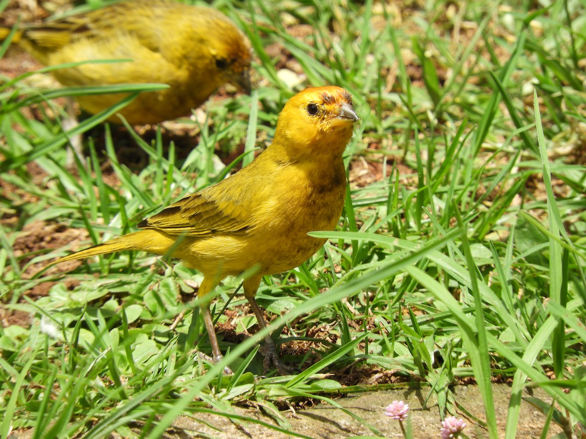 Saffron Finch - Glenn Barrett