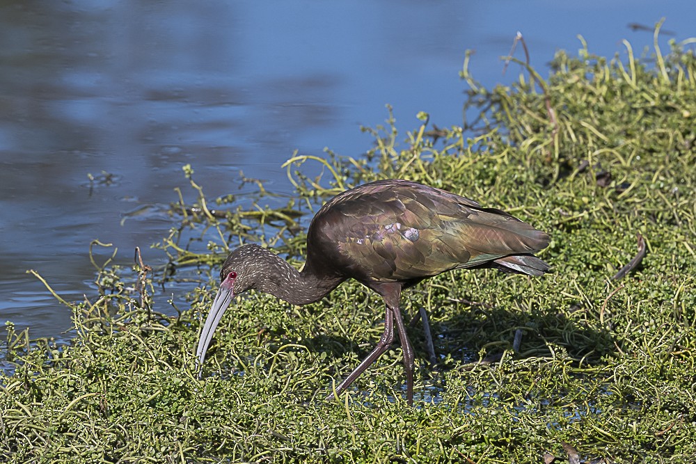 White-faced Ibis - ML614131928