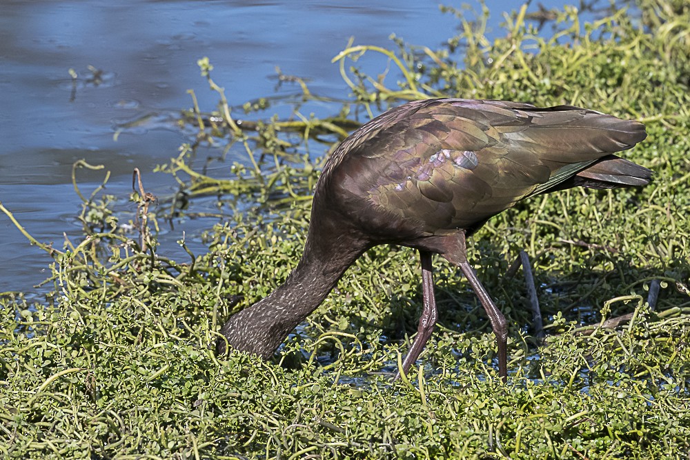 White-faced Ibis - ML614131929