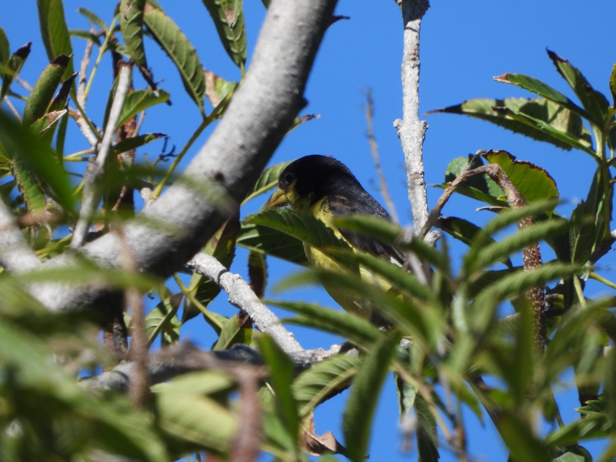 Lesser Goldfinch - ML614131931