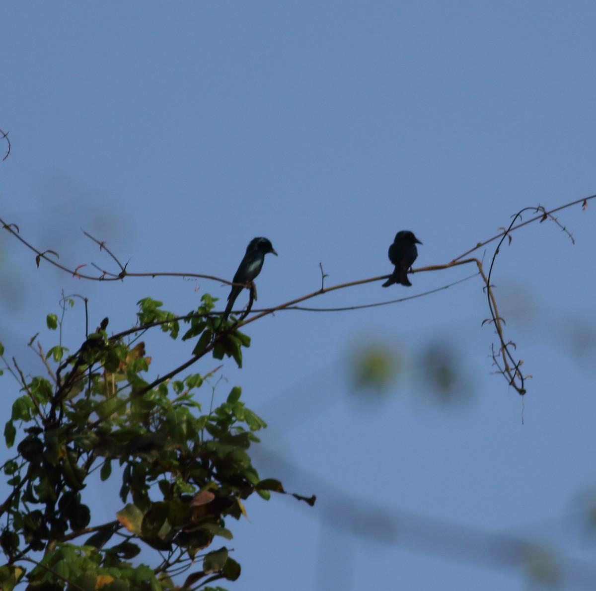 Bronzed Drongo - Savio Fonseca (www.avocet-peregrine.com)