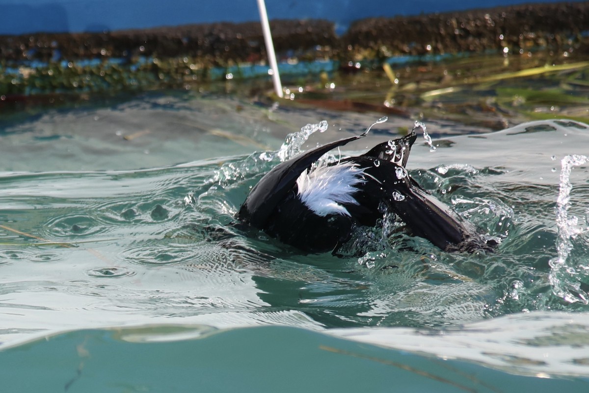 Pelagic Cormorant - ML614131941