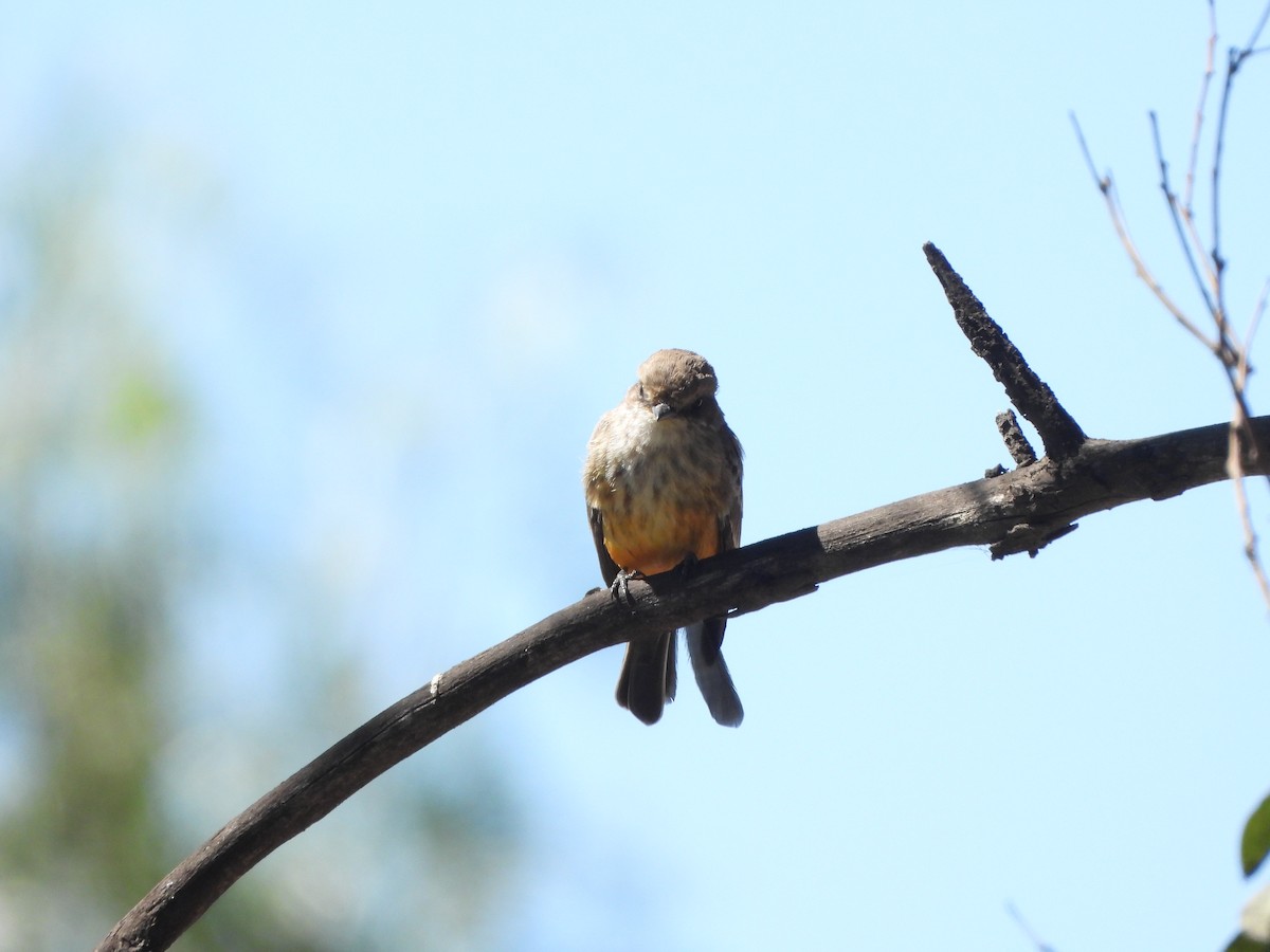 Vermilion Flycatcher - ML614132005