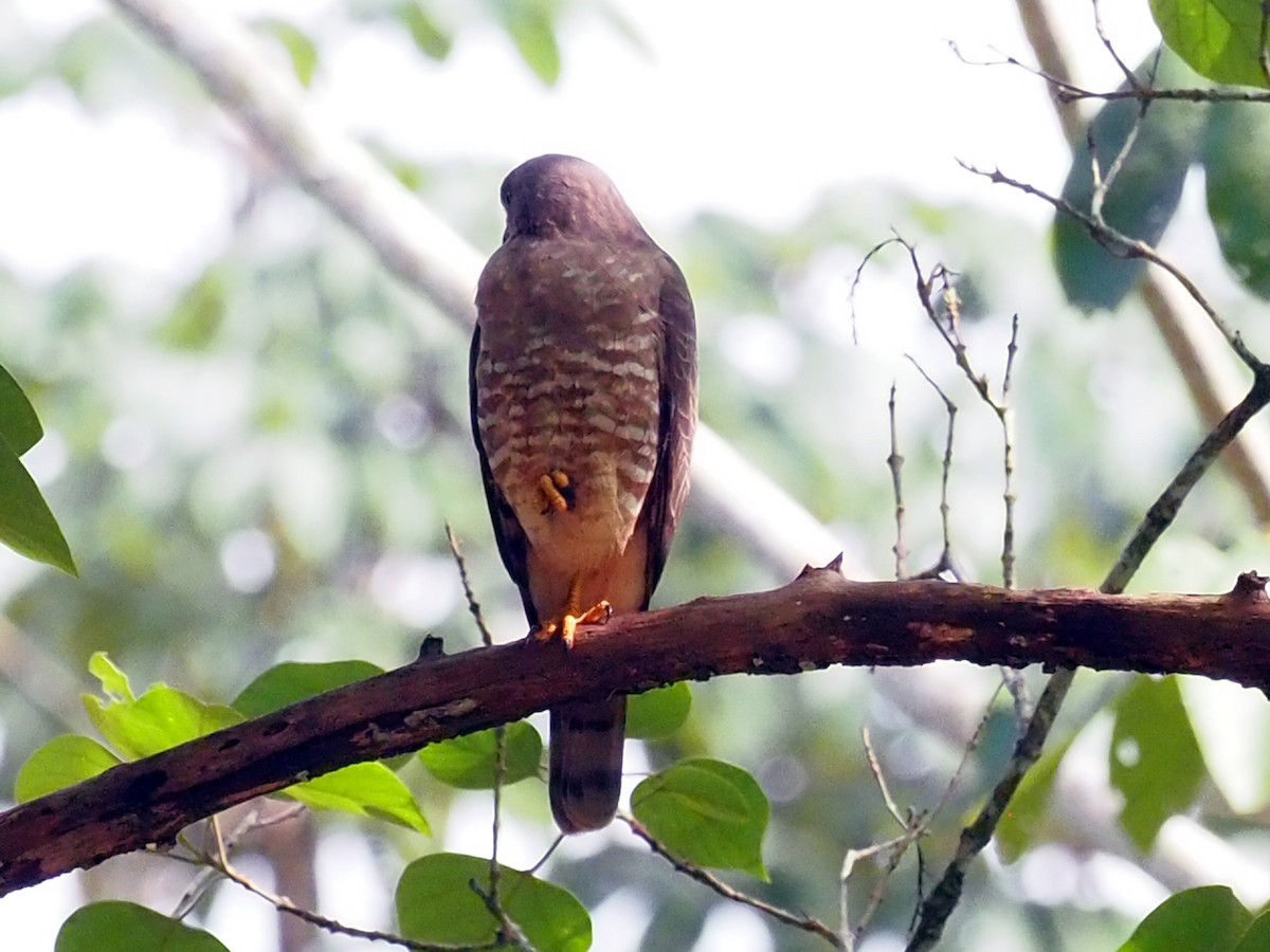 Roadside Hawk - ML614132136