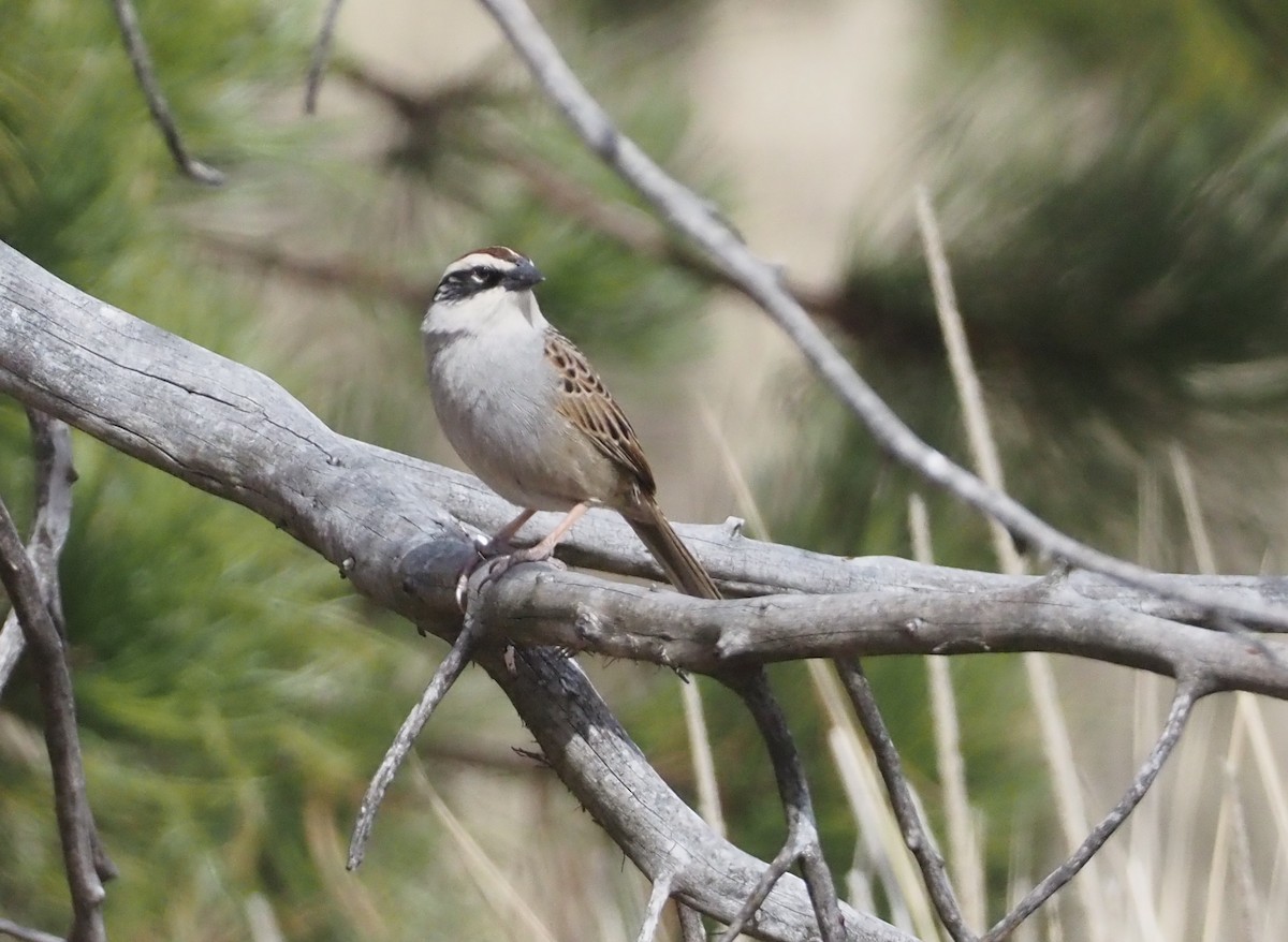 Striped Sparrow - Stephan Lorenz