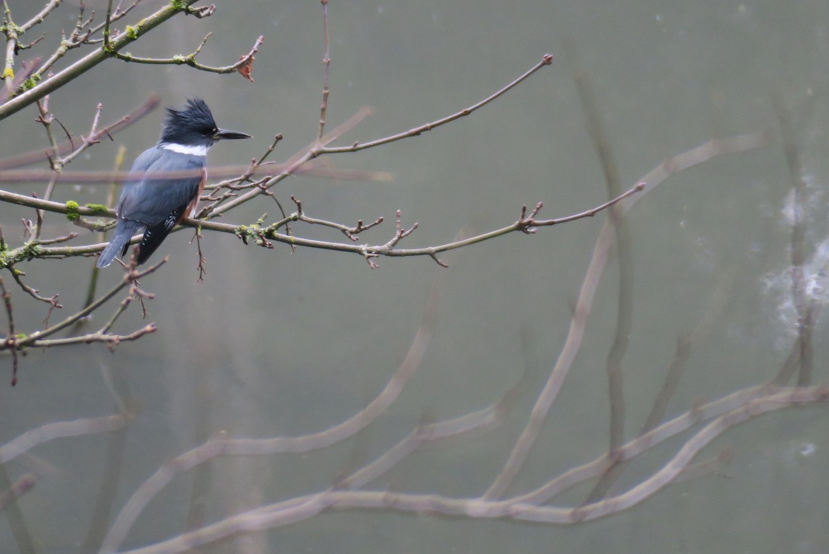 Belted Kingfisher - ML614132177
