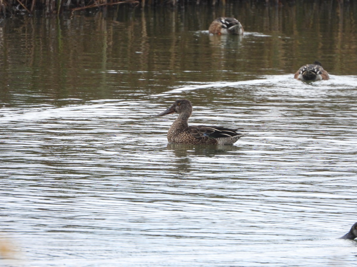 Northern Shoveler - Alberto Lozano