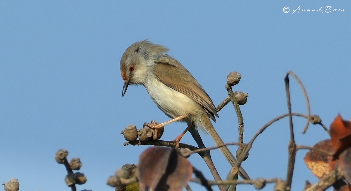 gråbrystprinia - ML614132210