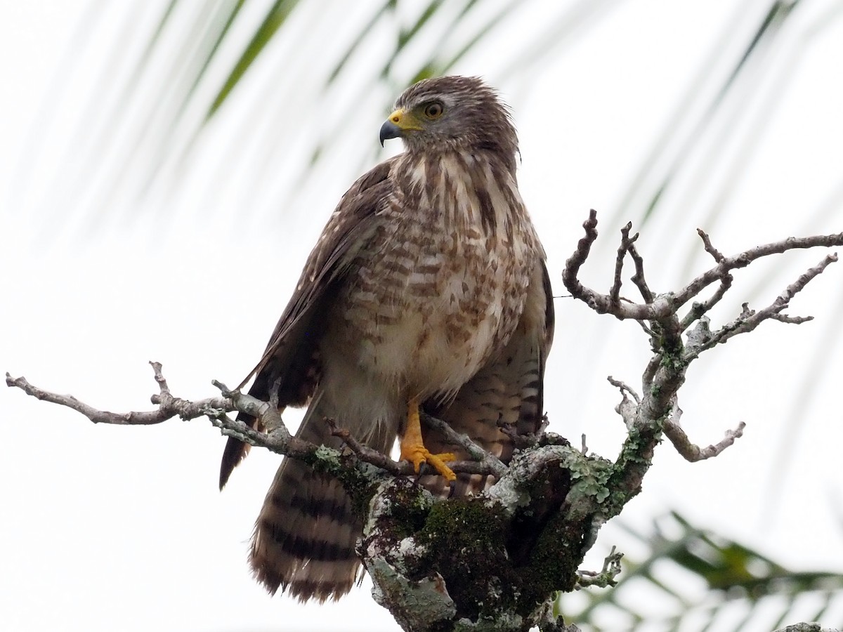 Roadside Hawk - ML614132234