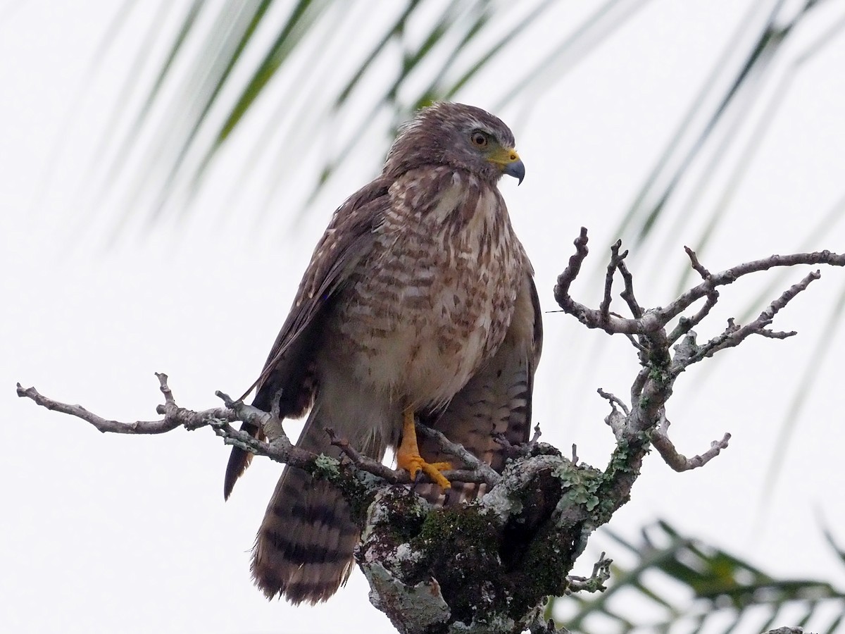 Roadside Hawk - ML614132235