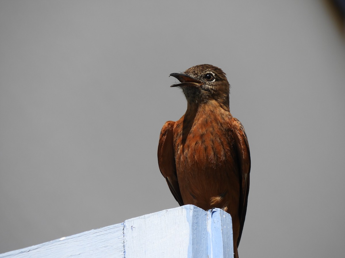 Cliff Flycatcher - ML614132261