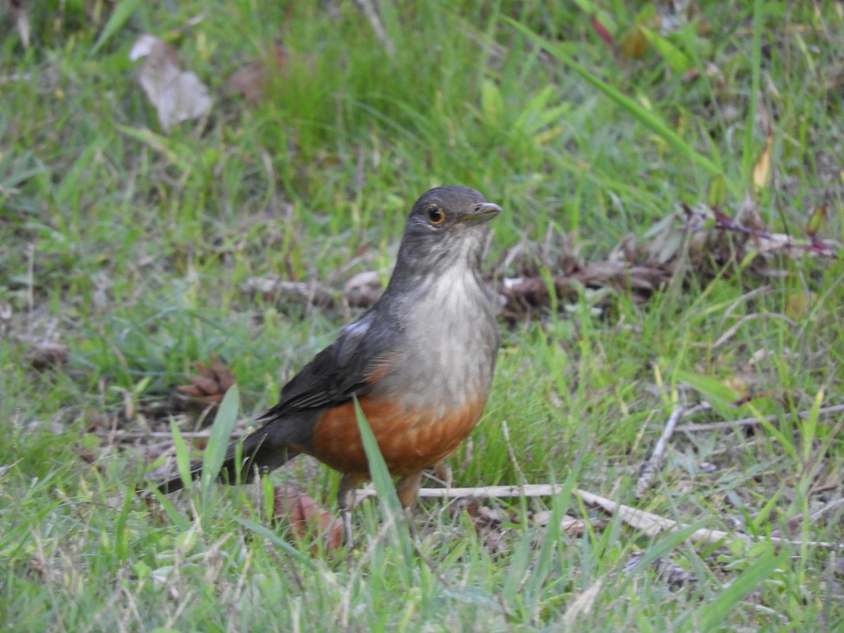 Rufous-bellied Thrush - ML614132273