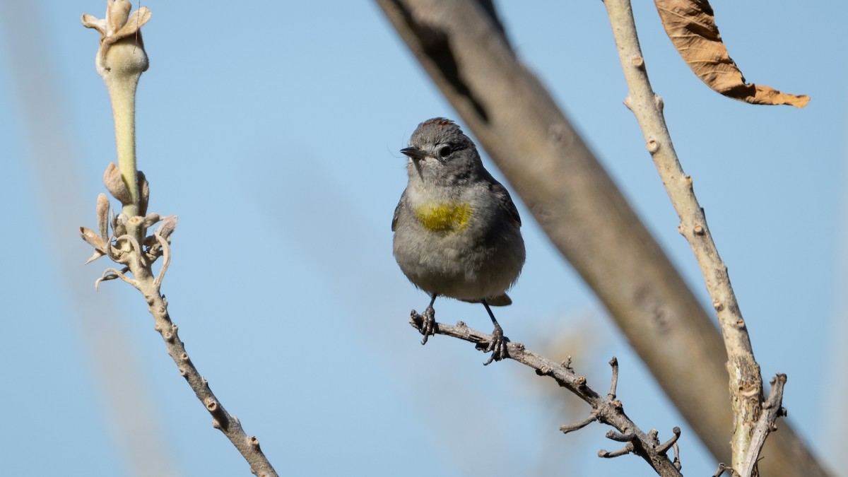 Virginia's Warbler - ML614132290