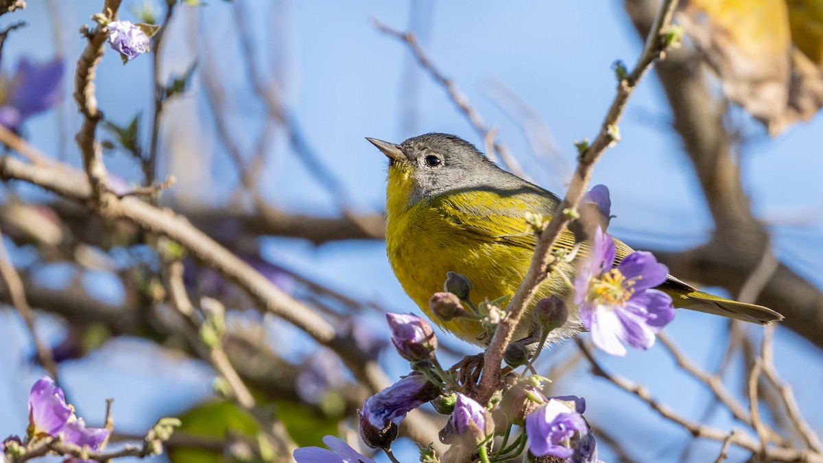 Nashville Warbler - ML614132294