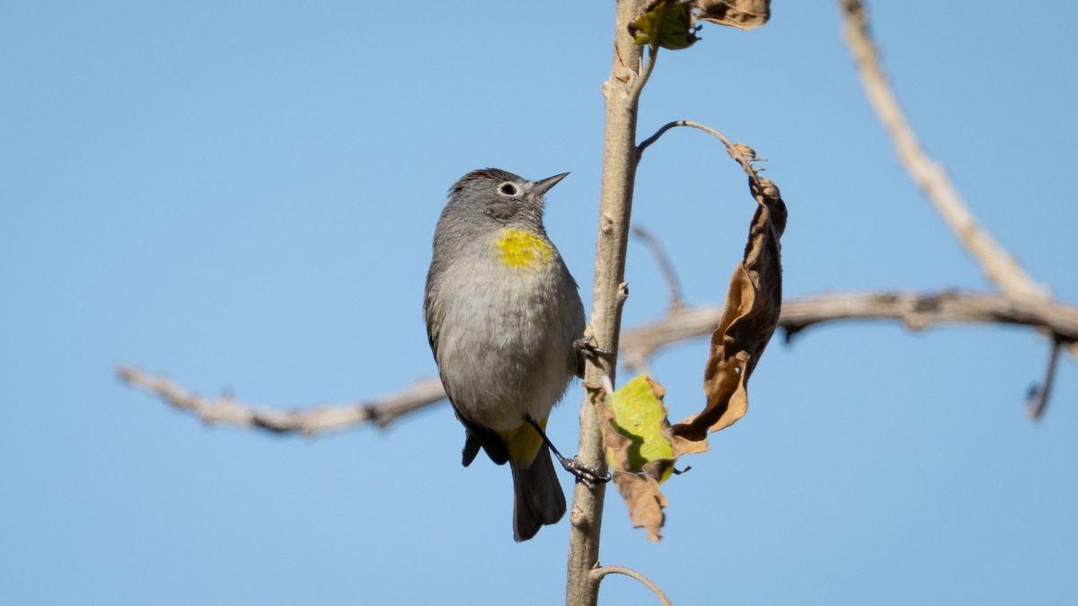 Virginia's Warbler - ML614132303