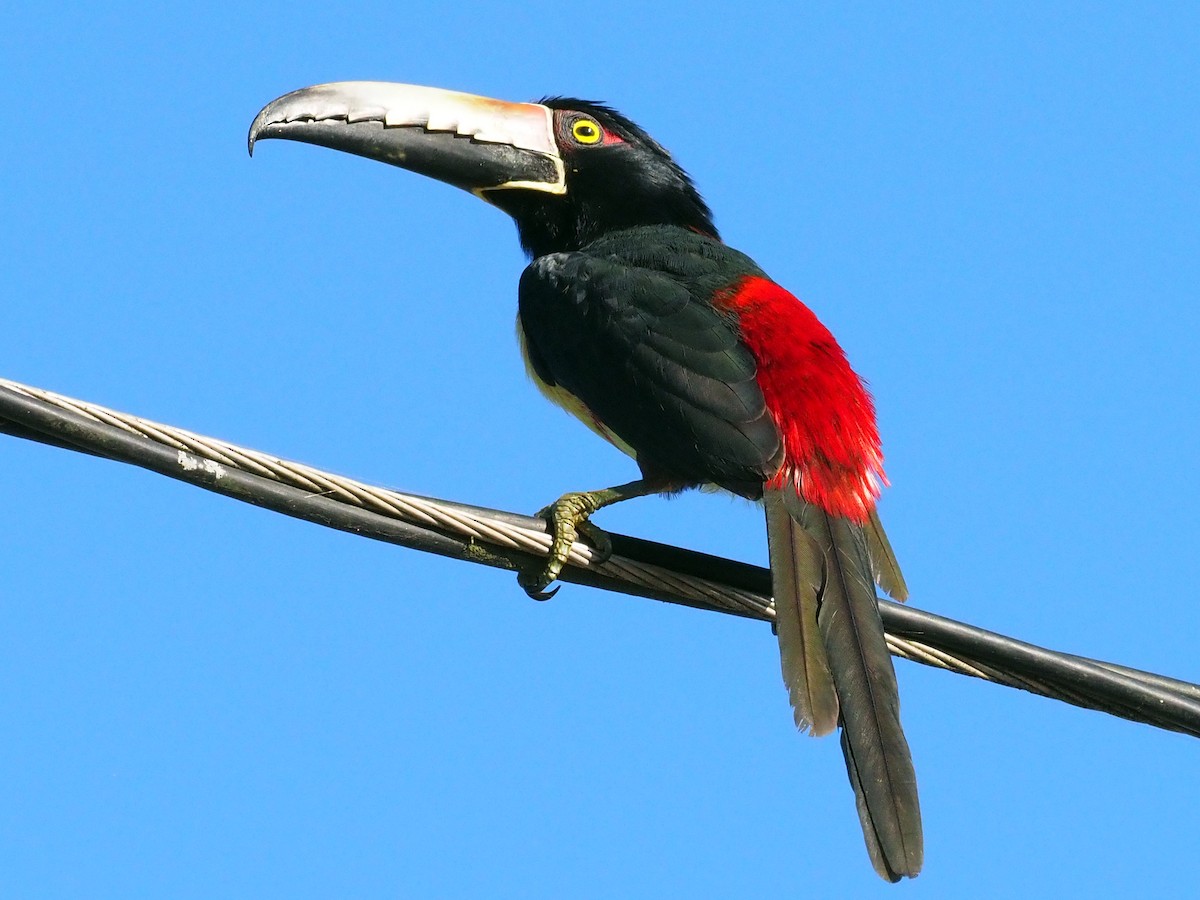 Collared Aracari - ML614132329
