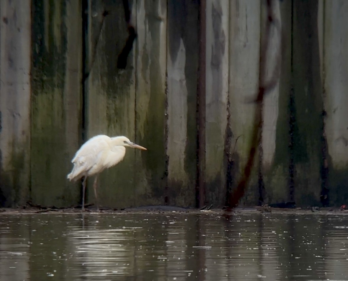 Great Blue Heron (Great White) - ML614132352